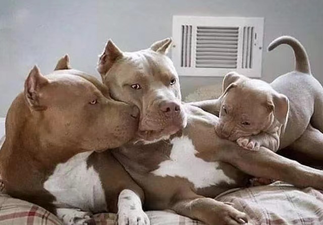 只能养在乡下的比特犬,应该怎么训练?