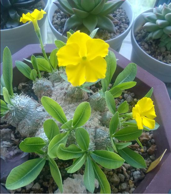 世界上最昂贵的十大多肉植物,惊掉了我的下巴!