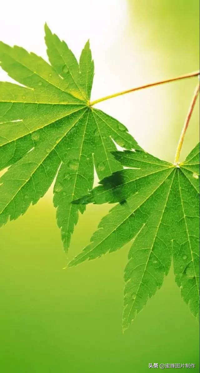 高清绿色护眼壁纸美景美图