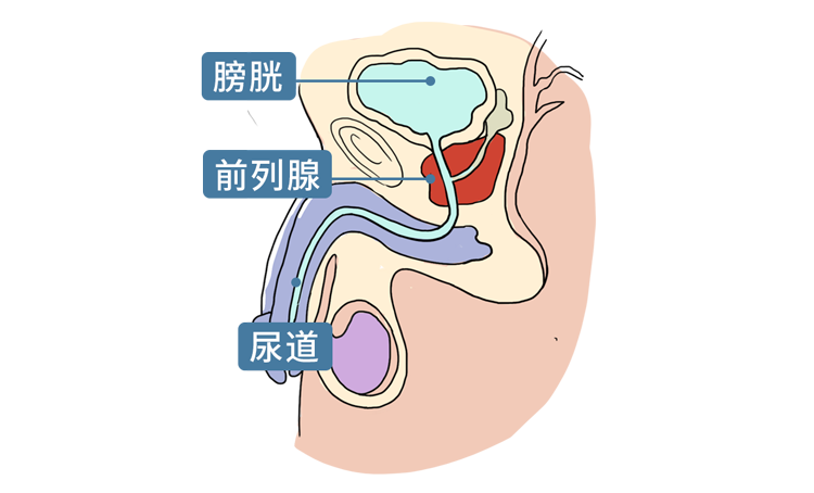解锁“提肛运动”，肛肠、前列腺、泌尿系统都会感谢你
