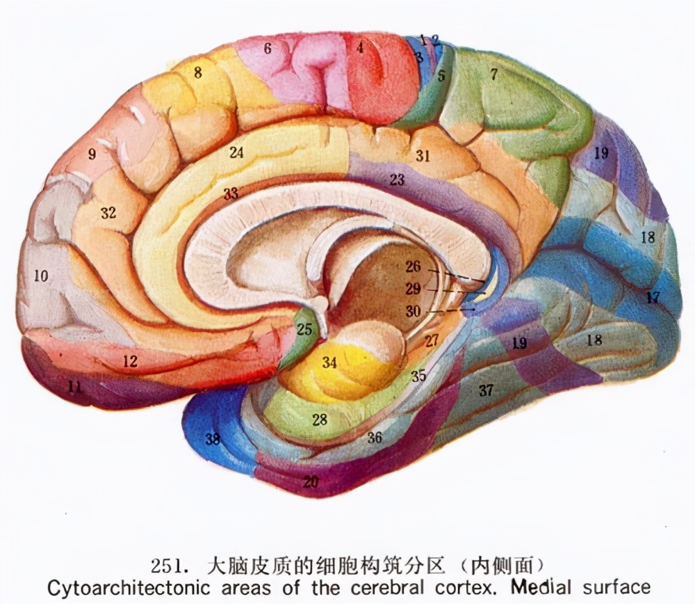 人死后，摘除大脑置于营养液中，能否借计算机在虚拟世界实现永生