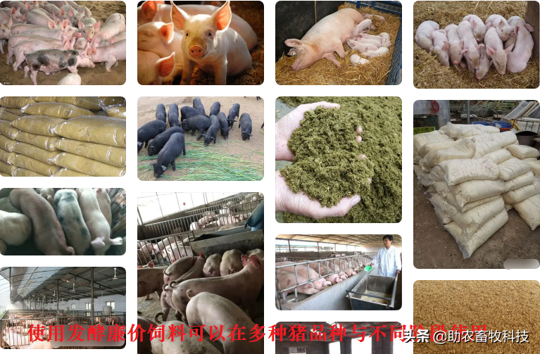 今后只有三種豬場(chǎng)（自有散養(yǎng)豬場(chǎng)）是可以長(zhǎng)期保持穩(wěn)定盈利的