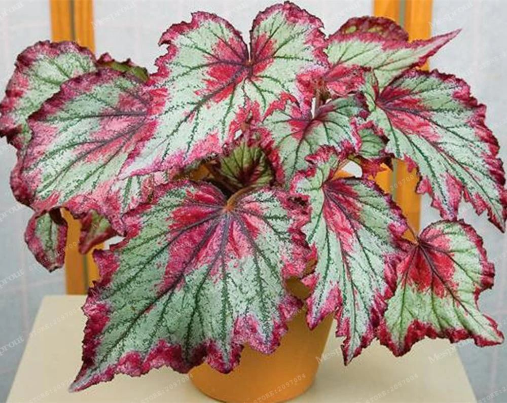 观叶秋海棠盆栽到了夏天就挂,可能就是这7点没做好