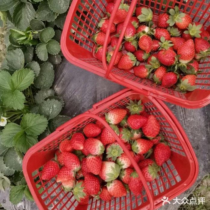 草莓季來了！廣州摘草莓指南出爐！快帶孩子走起