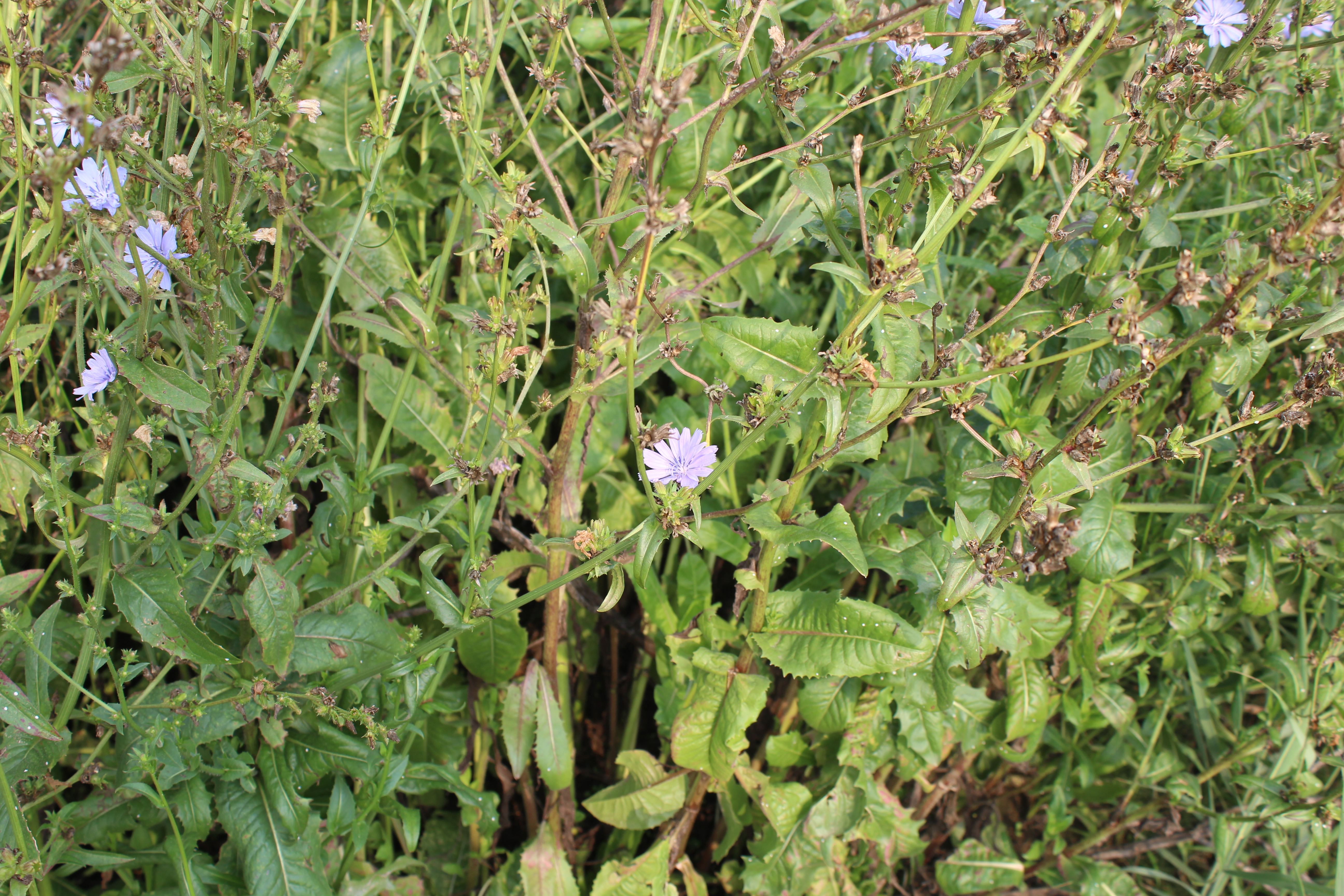 菊苣根的功效和作用药食两用植物