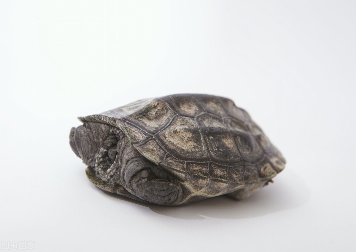 北方冬天室内有暖气乌龟怎么"冬眠"