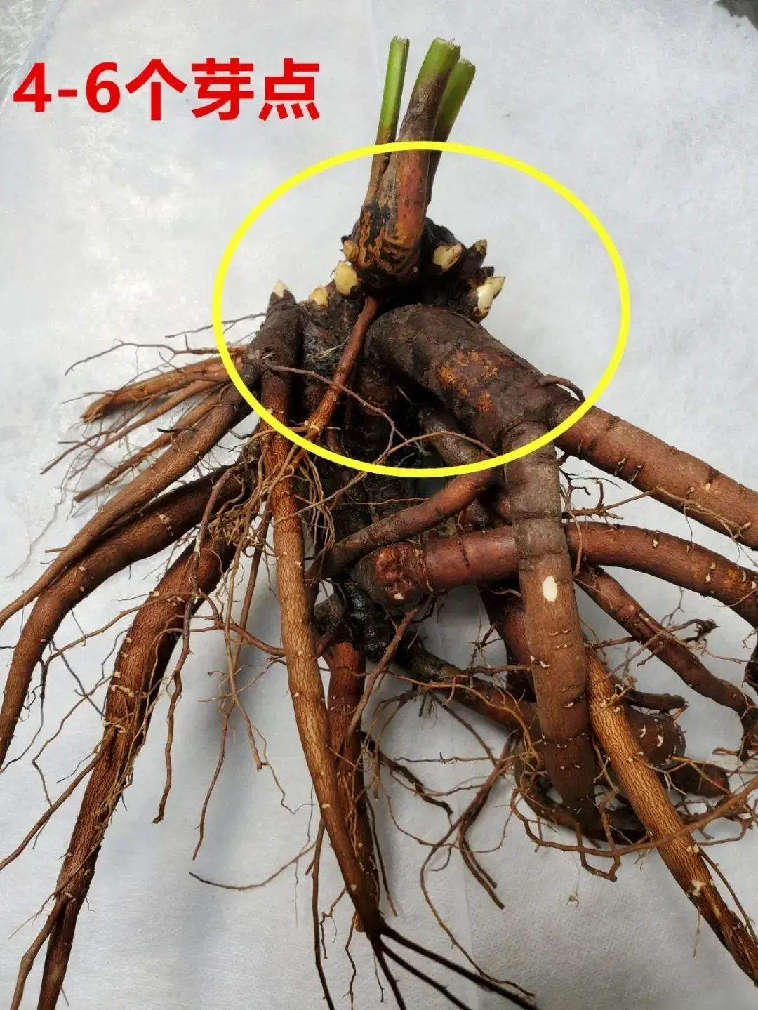 芍药花什么时候开花（芍药种植方法和时间）