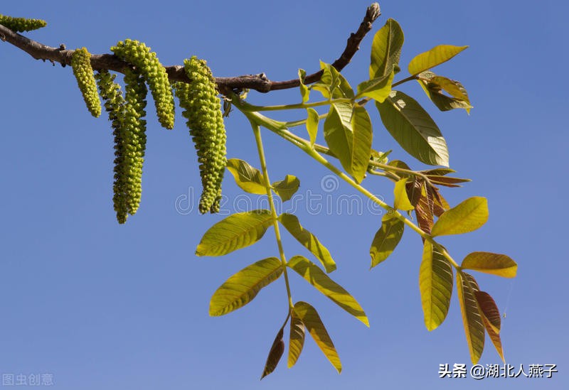 65种野菜图片大全，教你认识不同的野菜和吃法，你想要的野菜都有