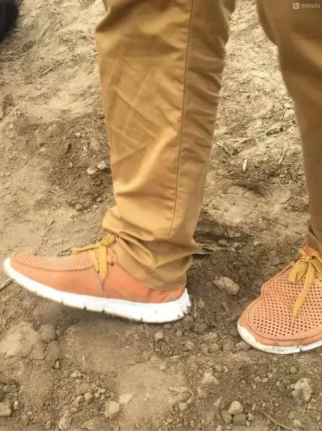 芍药花什么时候开花（芍药种植方法和时间）