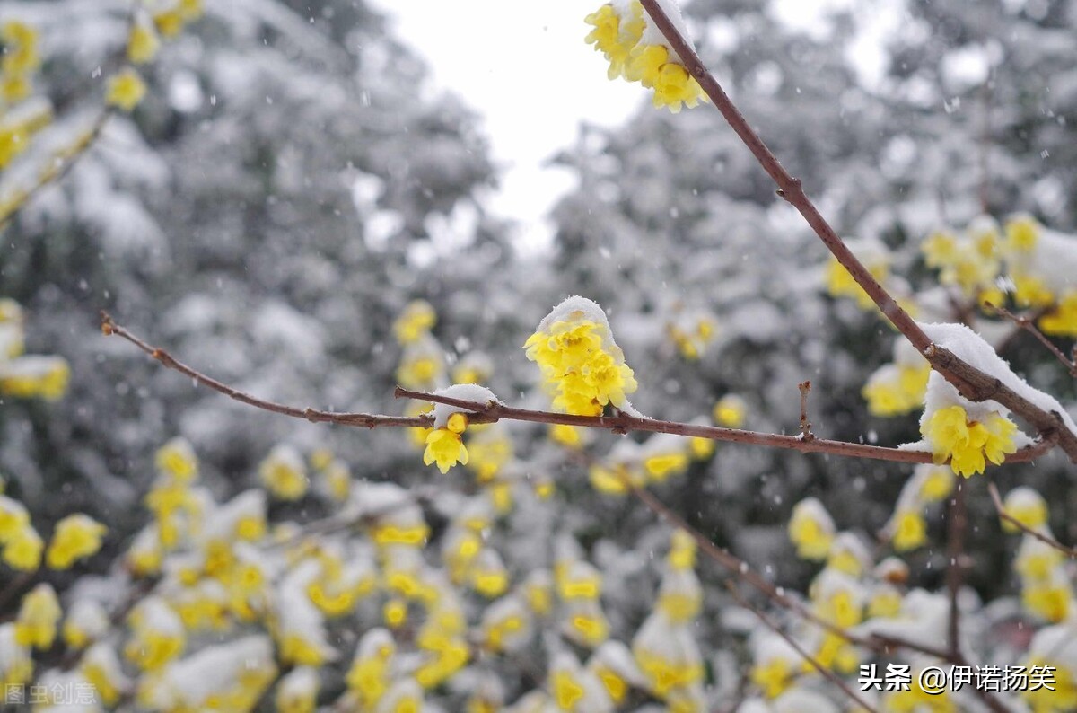 四年级（上册）语文课本里的古诗