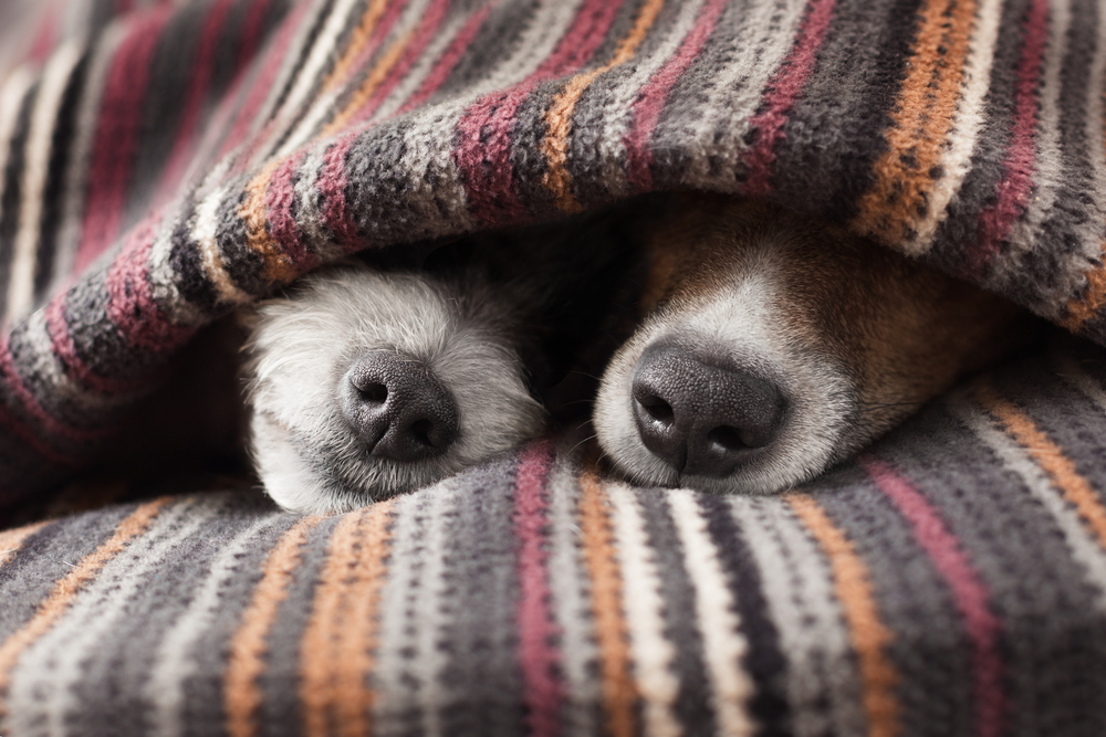 冬天快要到来，该如何给狗狗进行保暖？室内和室外分别该怎样做