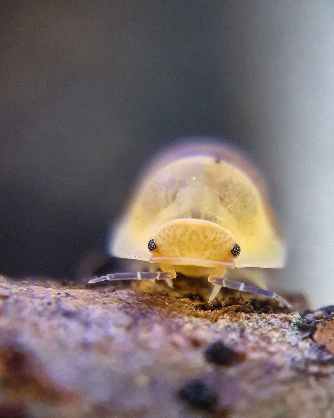 西瓜虫也能当宠物,观赏鼠妇的饲养