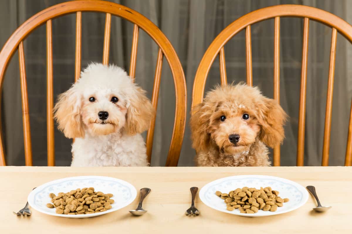 泰迪一个月吃多少狗粮？按狗粮说明喂食，还可看便便情况