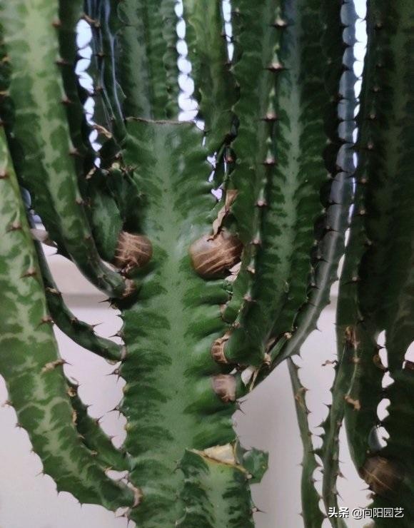 白龙骨多肉怎么养不容易死图文