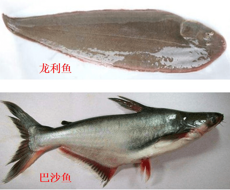 龍利魚和巴沙魚的區別多少錢一斤哪種有營養