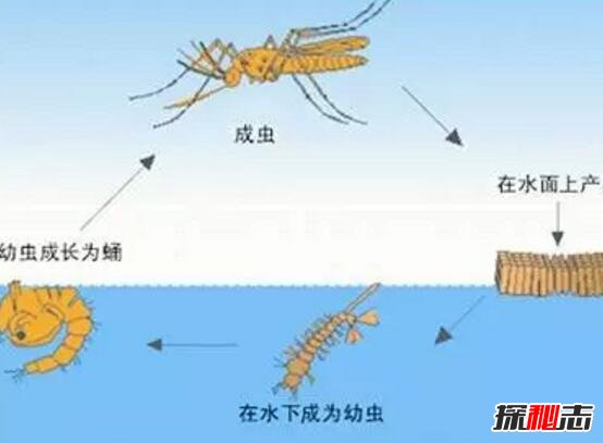 蚊子寿命多长，房间里有一个蚊子怎么逮住它