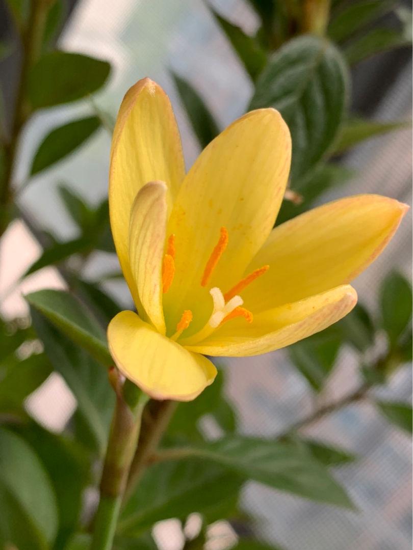 植物知识大问答!你对植物够了解吗?来测测看吧