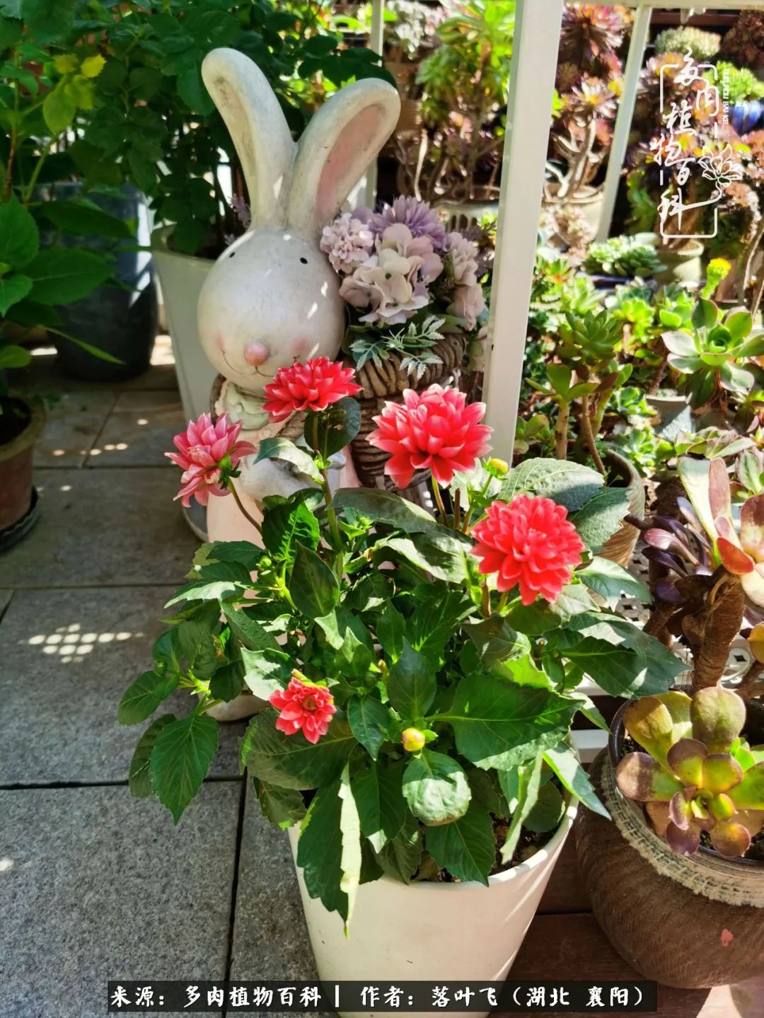 多肉和繁花相映,楼顶花园四季花开,令人沉醉