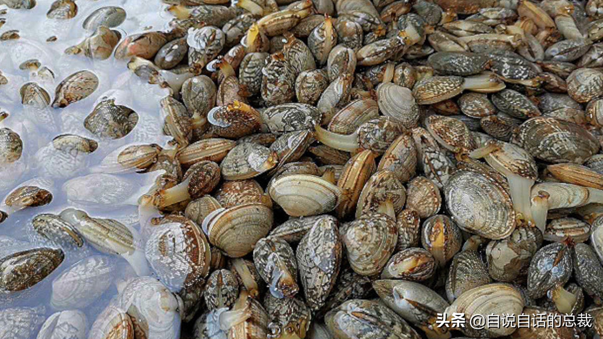 蛤、蚶、蛏、蚝、蚬有什么区别？这是一群美味海怪与人类的故事