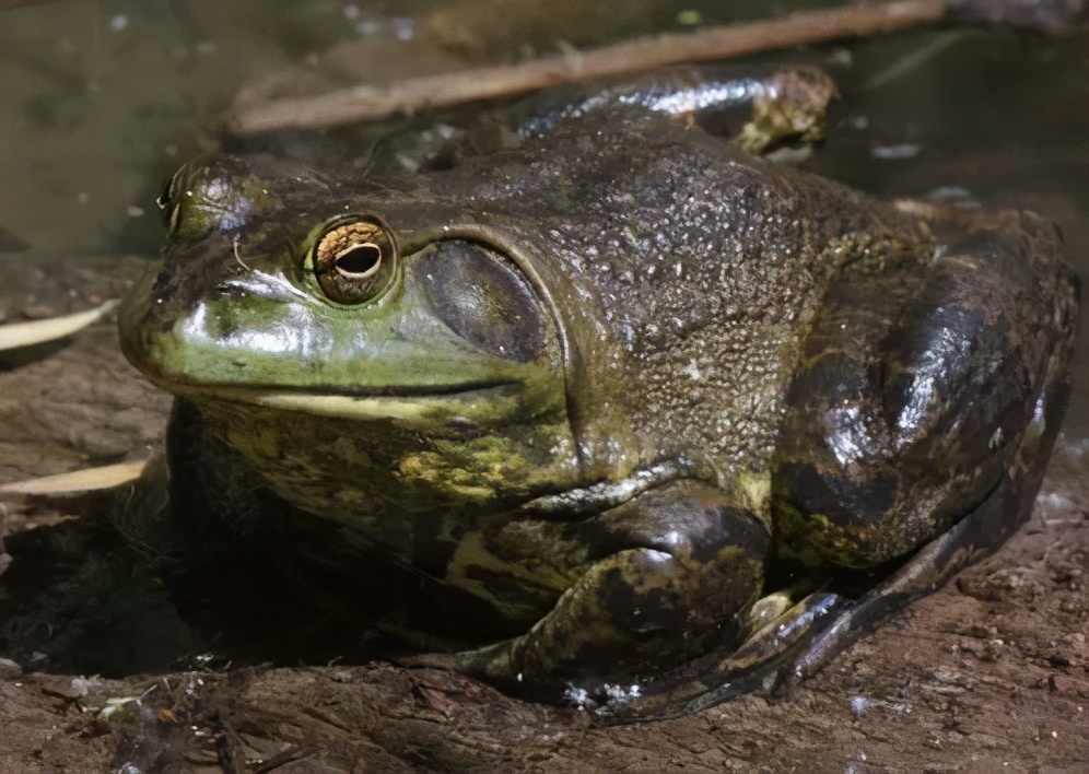 牛蛙常见六大疾病，知道这些蛙病的名字吗？疾病防控是关键