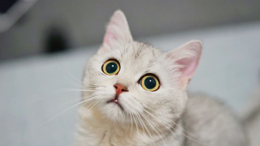 猫传腹是什么病，会传染吗？