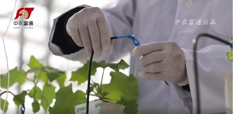 温室种植操控第一要素——灌溉策略（下）