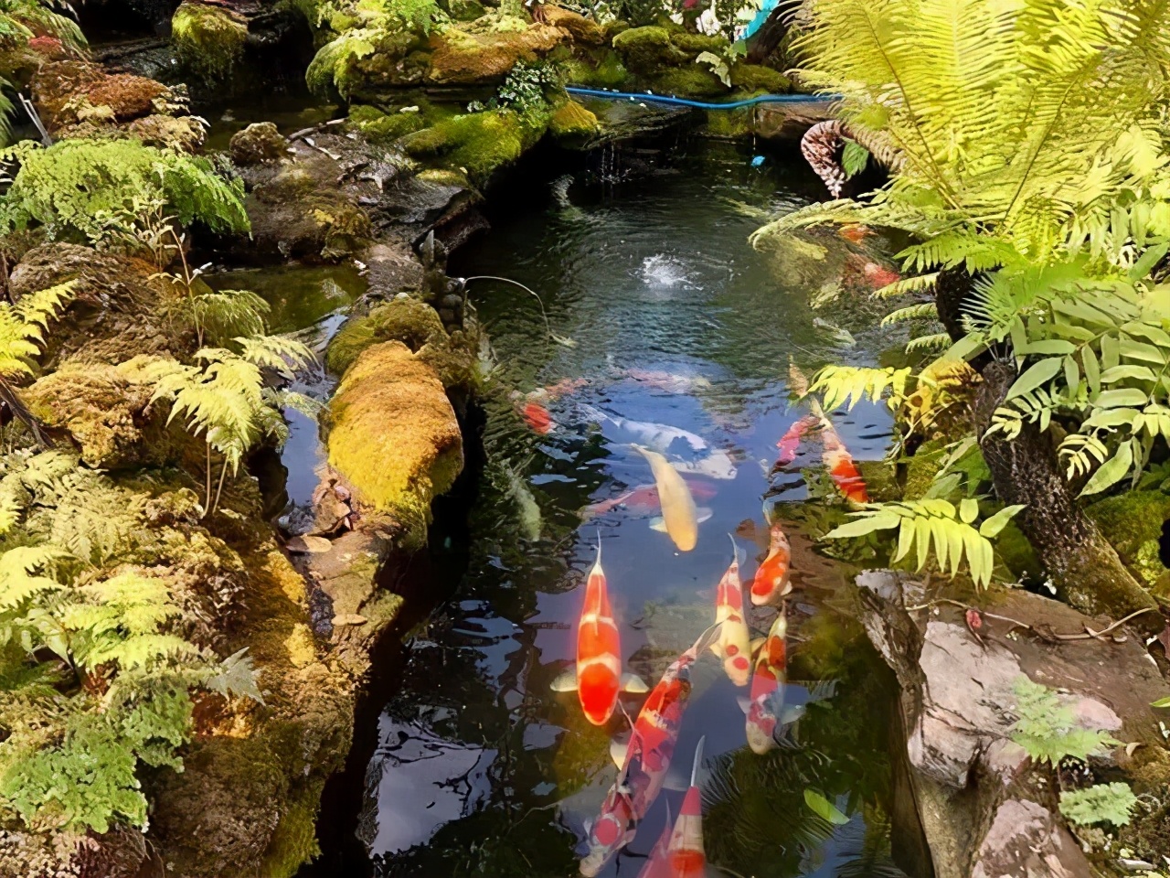 花园只有造个锦鲤鱼池，才能堪称最美庭院