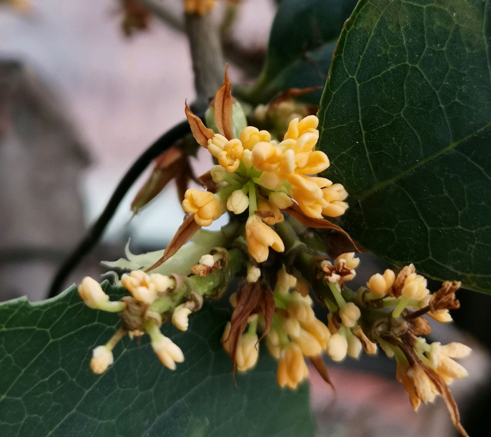 换头靠接的天香台阁桂花开裂了影响存活吗?动个小手术,完美愈合