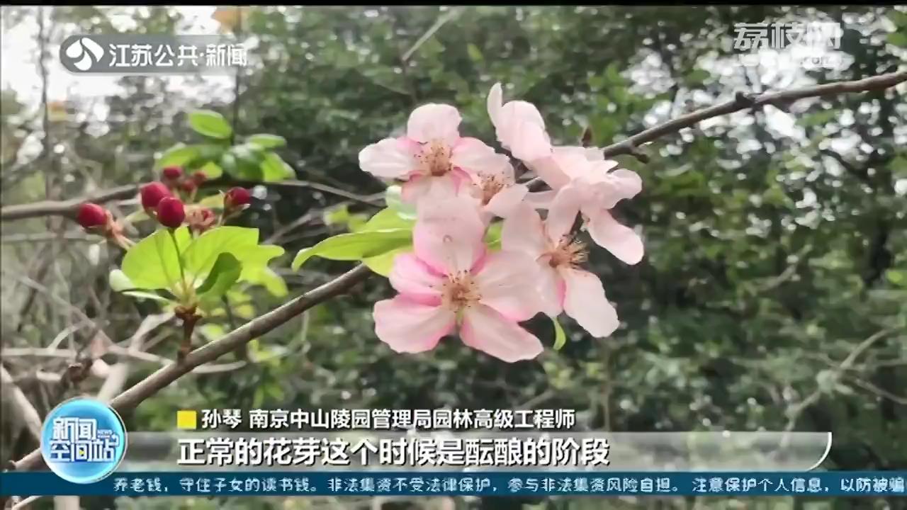 春花“穿越”！樱花、海棠在10月秋天又开了