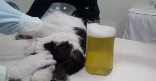 如何预防猫咪最可怕的疾病之一——猫传腹