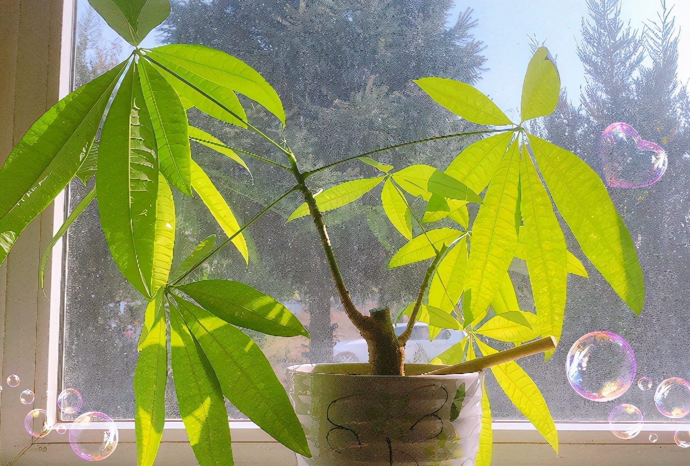 臥室放4種植物，“旺財”又健康，新手也能養好