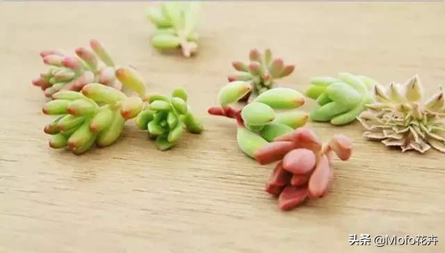 多肉怎么繁殖?繁殖过程当中,我们应该注意哪些?