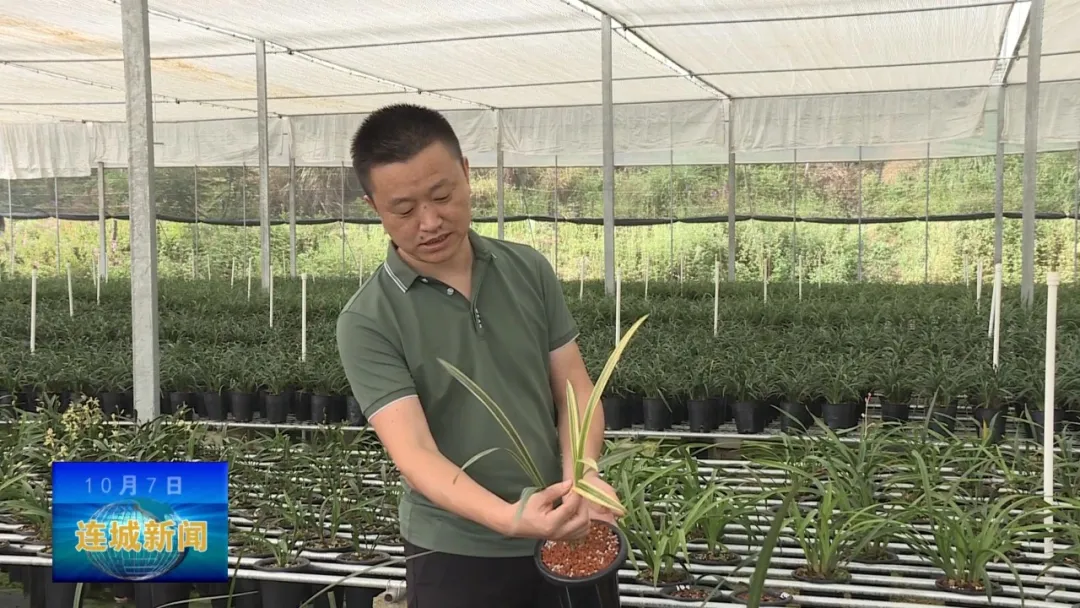 「最美勞動者」饒華芳：傾情蘭花事業 助推鄉村振興