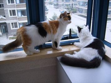 拽猫尾为啥会“拉稀”？阴天为什么猫咪爱洗脸？了解下猫咪感官