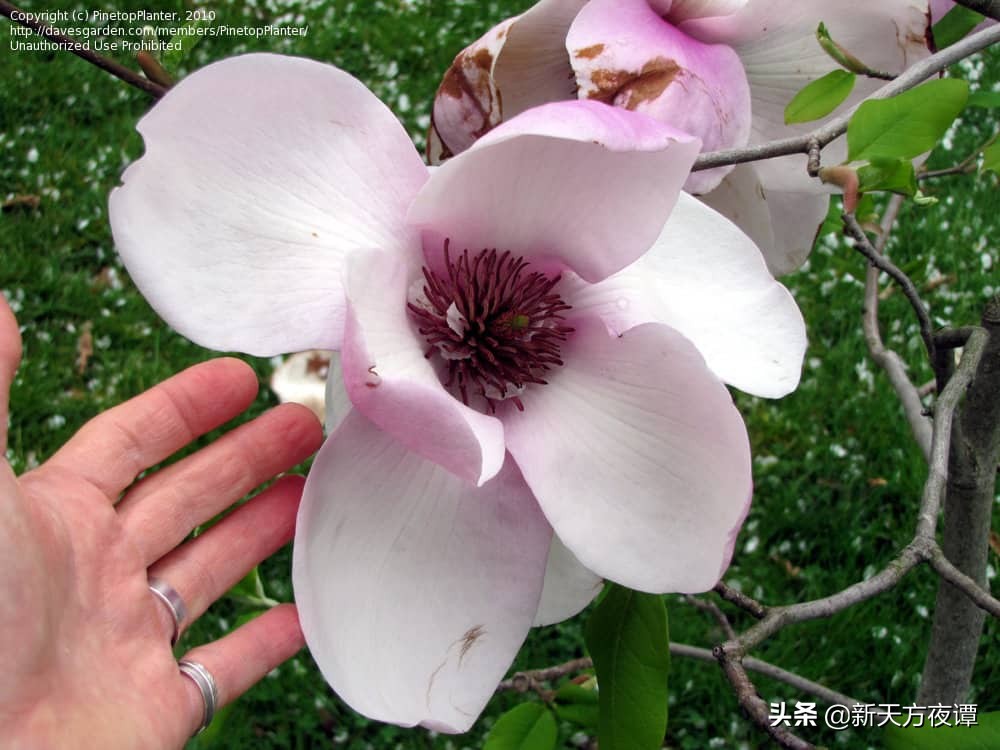 世上最大的10种花，国花上榜，认识5种以上的肯定是植物专家