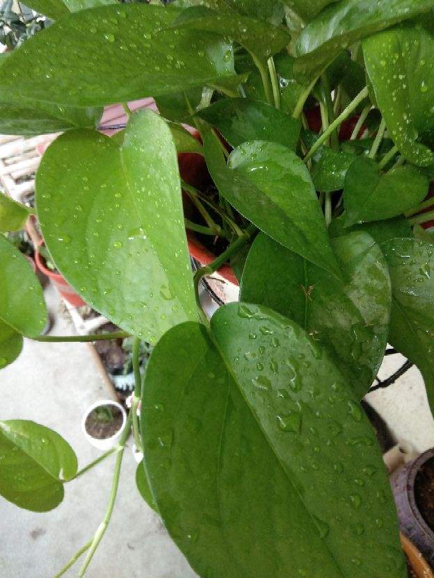 有格调的8种花,养在室内提升气质,有品味的人都爱养