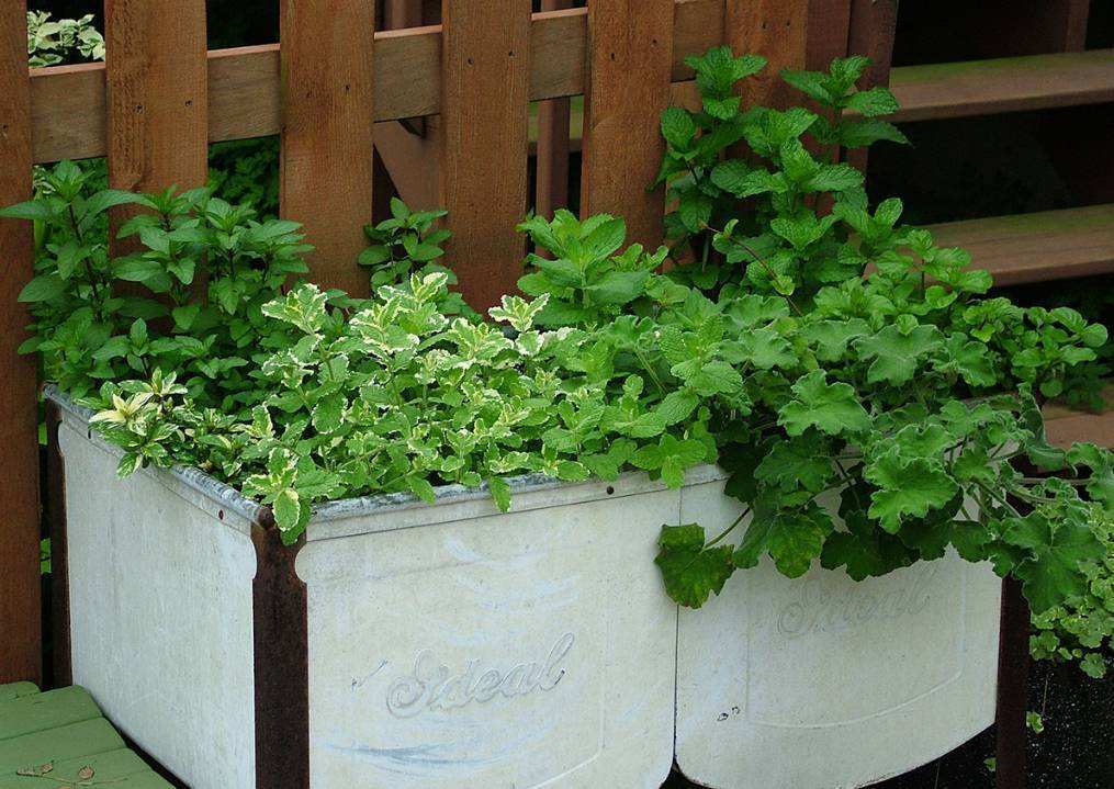 家里蚊虫多很困扰?来3种驱蚊吃虫花,家里干干净净