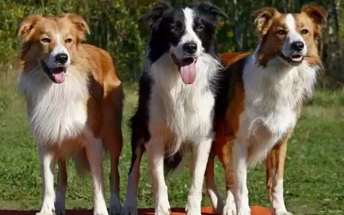 这是公认的最聪明犬种!三分钟看完牧羊犬喂养指南