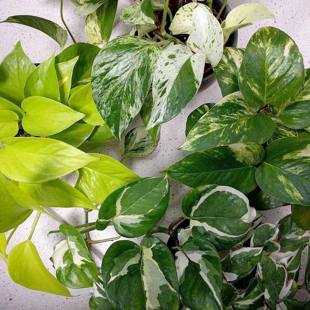 黄金绿萝和柠檬汁蔓绿绒长得太像了,金黄色的叶子看着就想入一盆