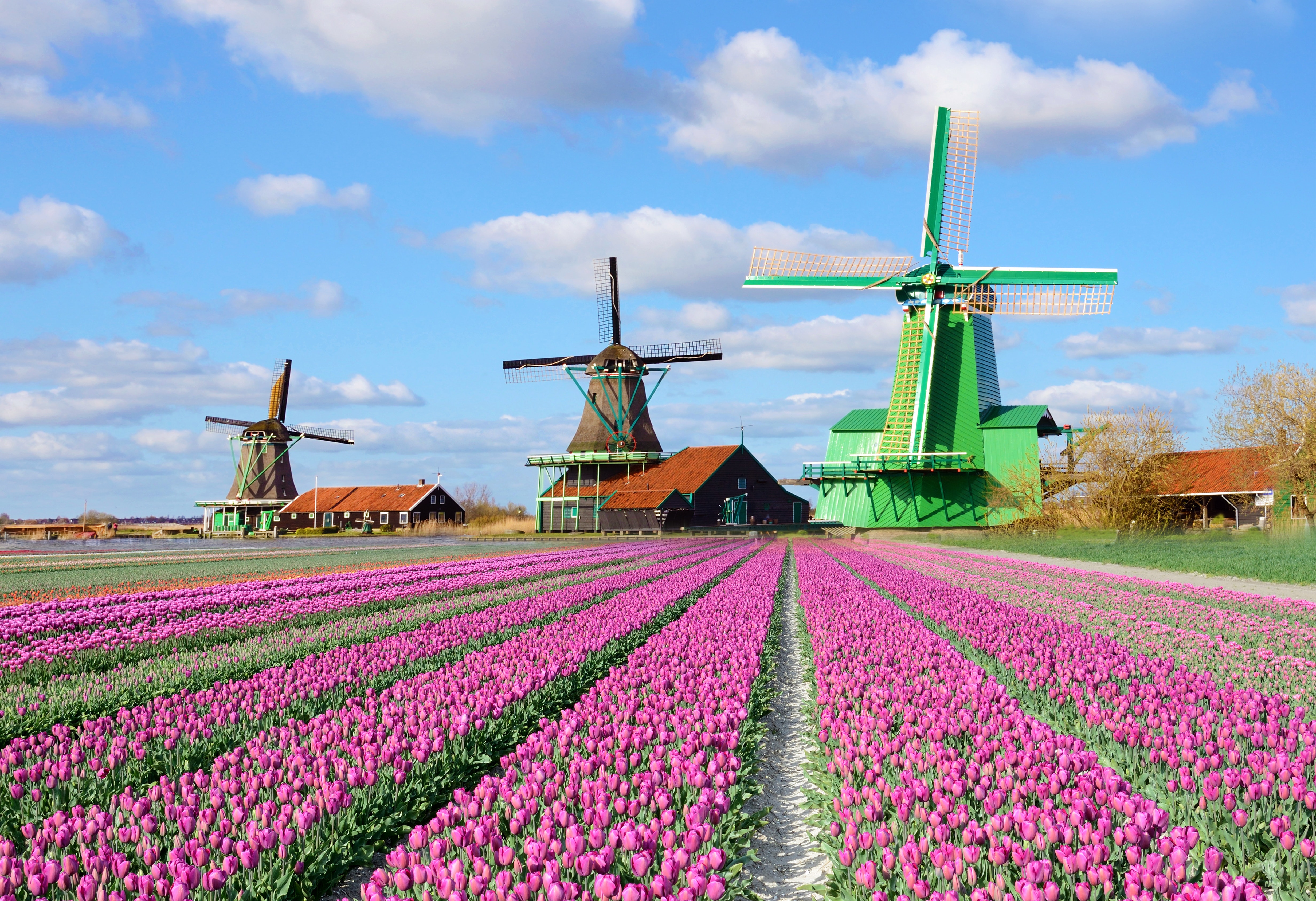 荷兰的特色文化和风情图片