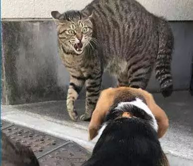 如何预防猫咪最可怕的疾病之一——猫传腹