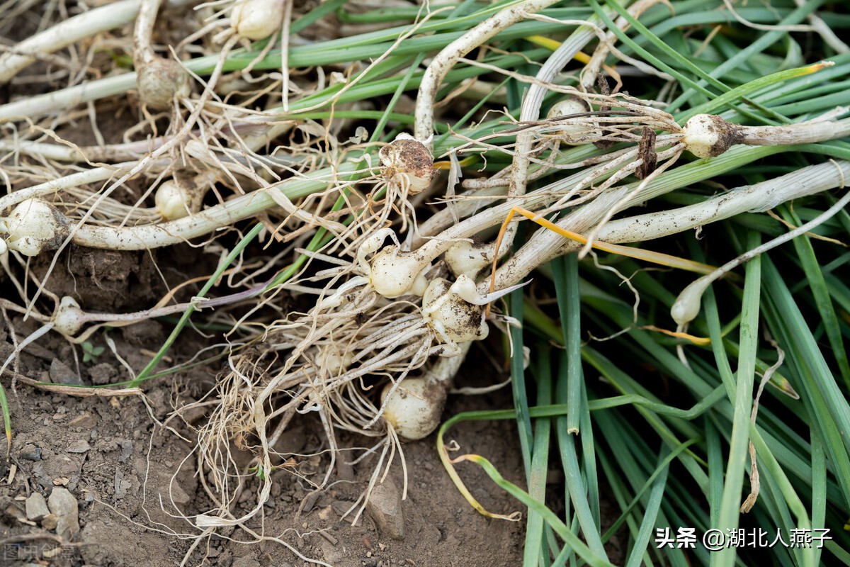 65种野菜图片大全，教你认识不同的野菜和吃法，你想要的野菜都有