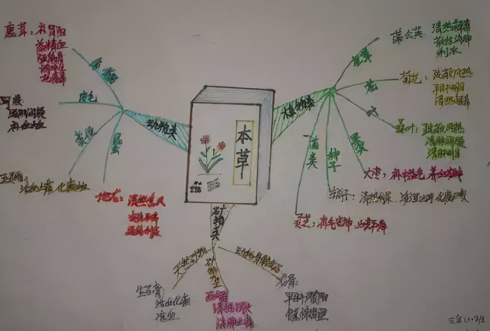 点赞！丰泽这所学校深耕细作，让中医药文化在校园中扎根绽放