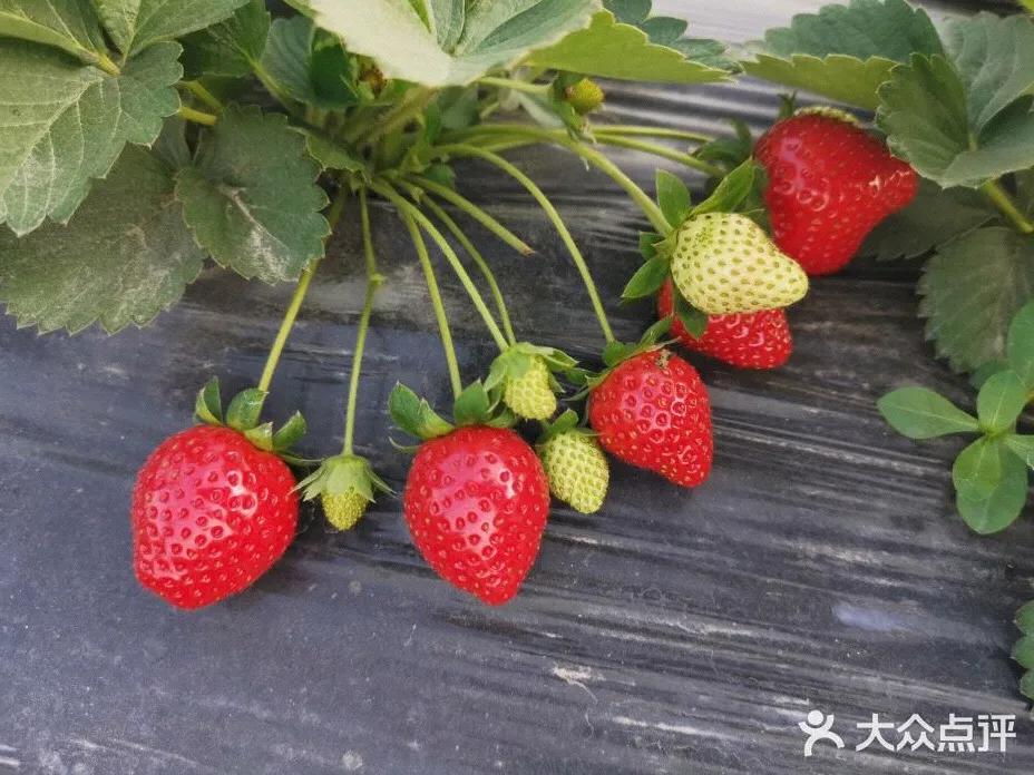 草莓季來了！廣州摘草莓指南出爐！快帶孩子走起