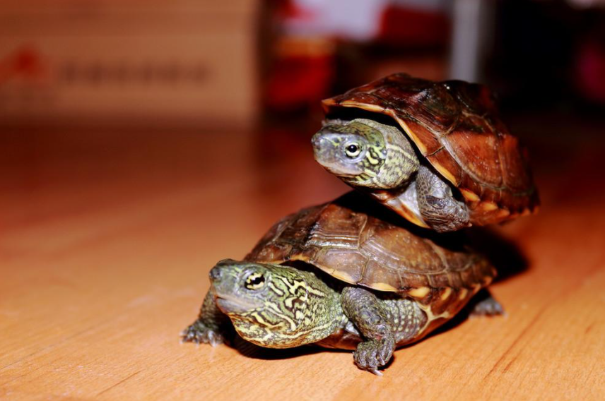 养龟千万别养双数，什么样的乌龟不能两只一起养呢？