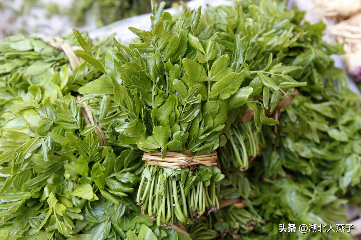 65种野菜图片大全，教你认识不同的野菜和吃法，你想要的野菜都有