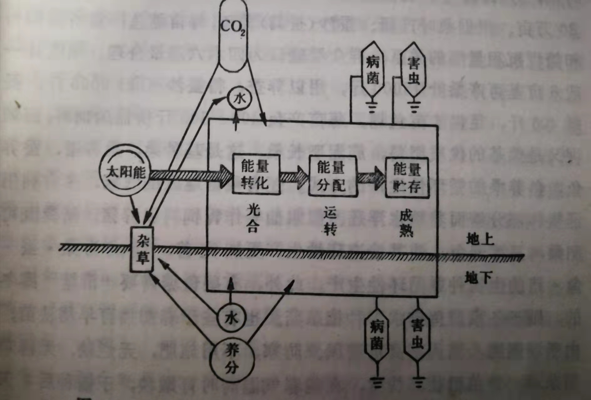 72、從水稻生態(tài)系統(tǒng)的能量轉(zhuǎn)化和物質(zhì)循環(huán)看水稻秸稈還田的重要性