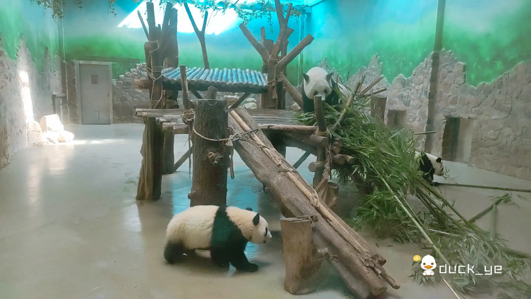 暑假去哪玩？来成都看大熊猫吧！这些注意事项请收好