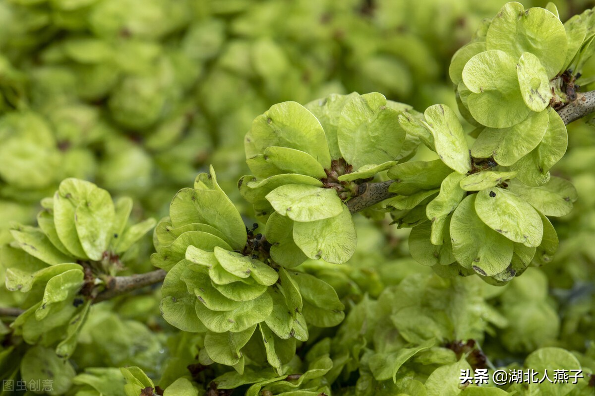 65种野菜图片大全，教你认识不同的野菜和吃法，你想要的野菜都有