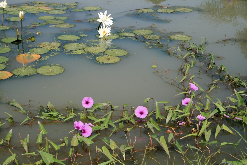 我國(guó)傳統(tǒng)水生蔬菜的起源